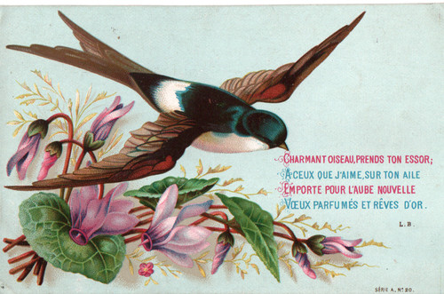Image pieuse charmant oiseau - image,
