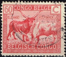 Belgien Congo African Cattle