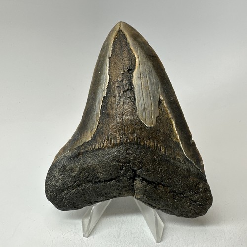 Megalodon shark tooth - shark, 4.13