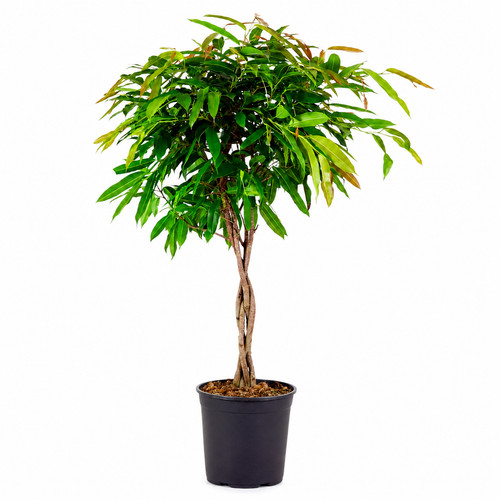 Plante intérieur tressée - plante, d'intérieur