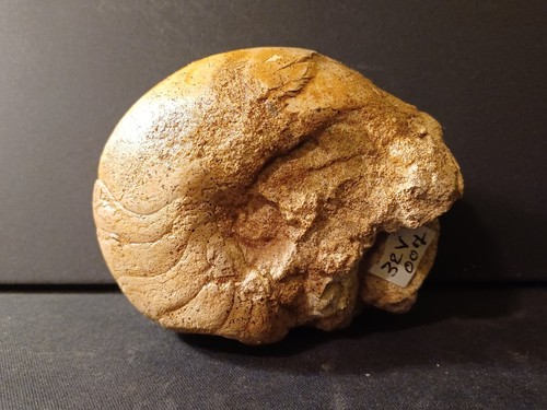 Nautile paracenoceras - nautile, :