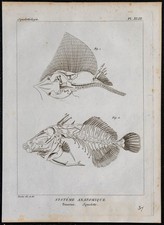 1825 - Squelette de poissons -