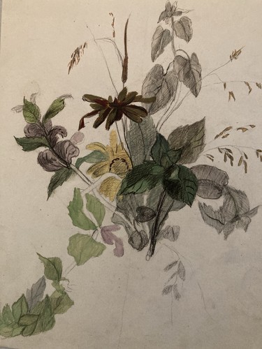 Beau dessin 1850 fleur - fleur, fleurs