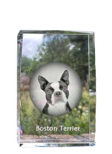 Boston terrier collier - collier, en