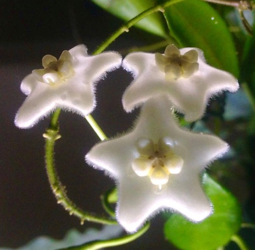 Hoya stoneana plante de - de, cire