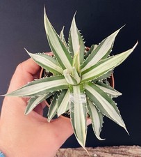 RARE! Agave Horrida Mediopicta