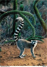 Animals - Lemur - Madagascar - Berenty Nature Reserve - Maki Lemur catt