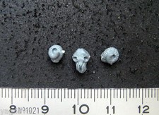 RTS07 CRANE BOUC ROI DES TOMBES WARHAMMER BITZ