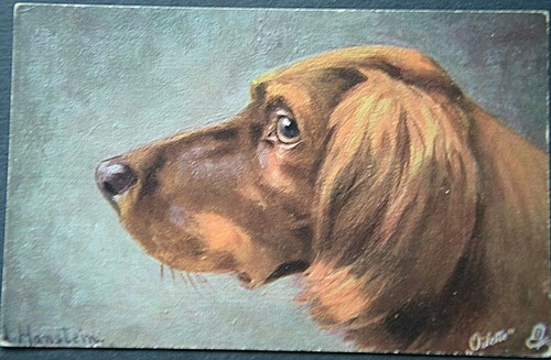 50206 chiens irlandais - ak,