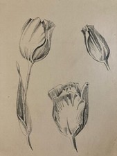 beau Dessin 1950 Fleur Fleurs Crayon Tulipe Plante Art Nouveau Herbier Ancien