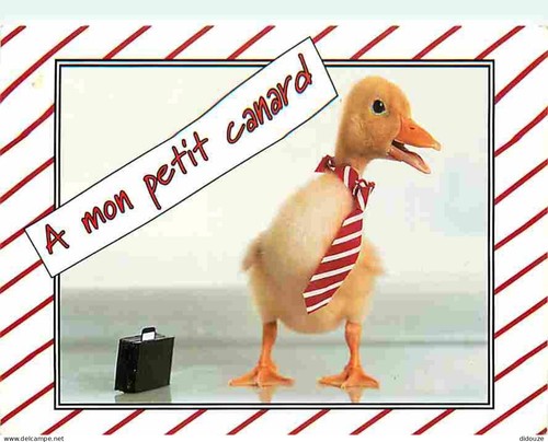 Carte postale animaux - carte,