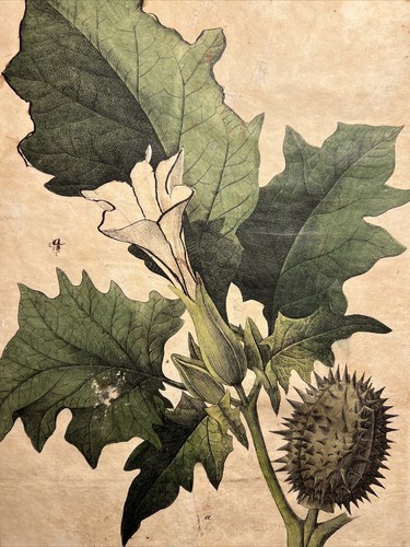 Pommeau commun datura - pommeau,