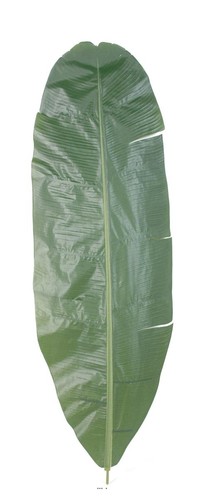 Feuille bananier - feuille,