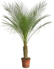 Palmier XL - Grande plante d'intérieur Phoenix Roebelenii - 2,1 m de haut