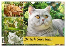 Le British Shorthair. Douce