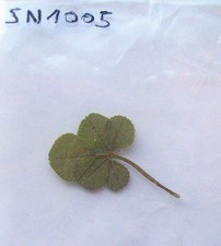 REAL 5 LEAF TREFLE BRINGS LUCK LOTTERY GAMES