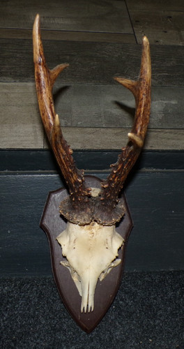 Superbe trophee chasse - superbe,