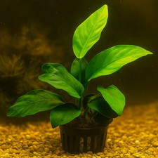 Lot de 2 Anubias Nana Plante