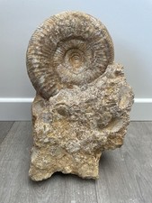 grande ammonite sur gangue origine France diamètre de l'ammonite 16,5 cm