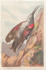 CHROMO SIGNE LESCURE CHOCOLAT