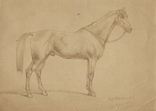 Photo d’un dessin de Regnault representant un cheval Vintage Albumine ca 1875