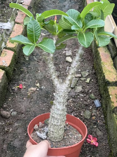 Multi heads pachypodium - heads,