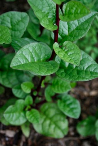 Graines epinard malabar - graines,