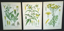 1886 Lithographies 3er Set Botanique Flora Plante Fleur Pflanzenbilder