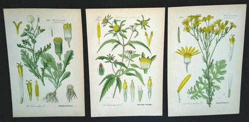 1886 lithographies 3er set - lithographies,