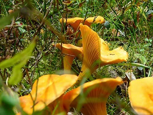 Chanterelle mushroom spores - mushroom,