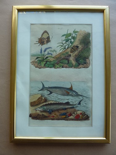 Gravure couleurs xixe - couleurs,
