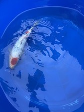 Japanese Tancho Sanke Koi 10 inch