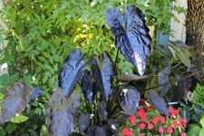 Colocasia Painted Black Gecko