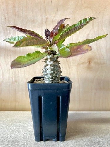 Pachypodium baronii rare - pachypodium,