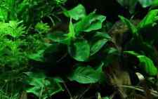 anubia nana   6/8 feuilles