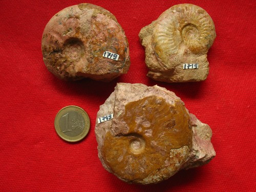 Ammonites aalénien - 3,
