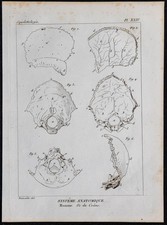 1825 - Os du Crâne humain -