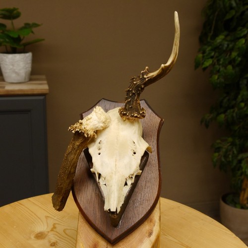 Bois cerf abnormal trophée - bois,