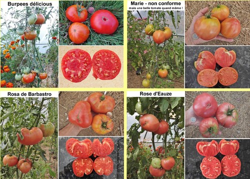 Variétés tomates au - 40,