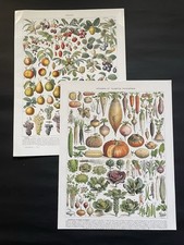 2 Planches originales ancienne Légumes Et Fruits 🍇 Larousse 1932 Artist Millot
