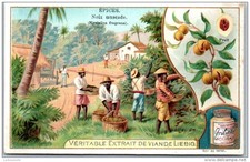 Liebig - The Spices - The Nutmeg