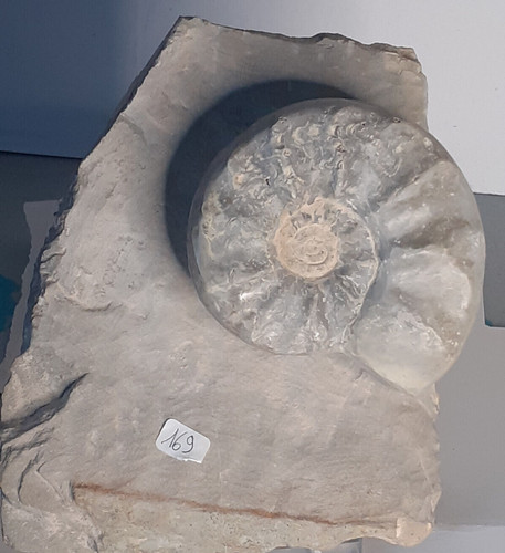 Ammonite ceratites compressus - ceratites,