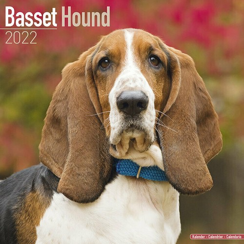 Calendrier 2022 basset - 2022,