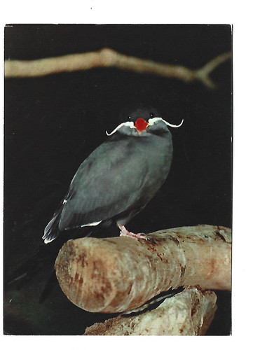 Oiseaux exotiques inca tern - ,