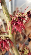 Hamamelis x intermedia 'Diane'