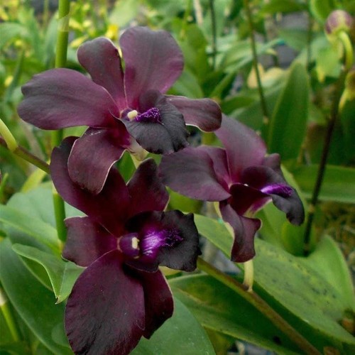 Dendrobium black pearl orchid - dendrobium,