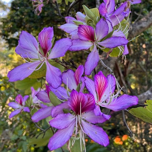 Bauhinia purpurea 40cm - 30-40cm, |