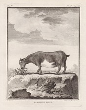 Ziegen Nain Zwergziege Chèvre Animal Gravure En Cuivre Buffon 1780