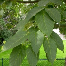 Acer davidii - Érable du