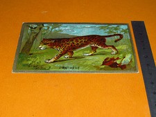 CHROME 1930-1939 GOOD POINT SCHOOL MAMMAL CARNIVORE PANTHER ANIMALS FELINE